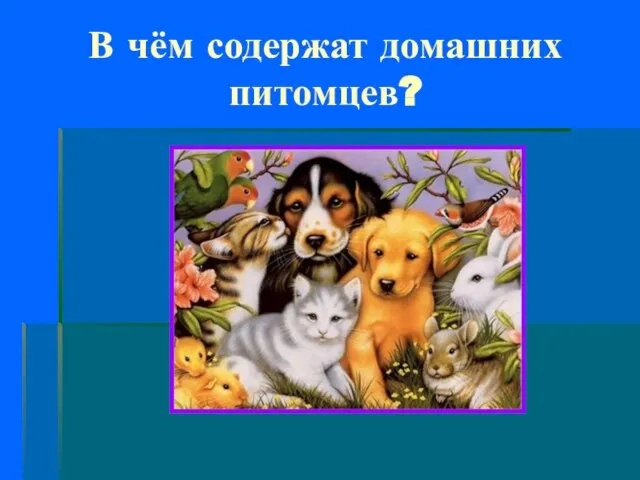 В чём содержат домашних питомцев?