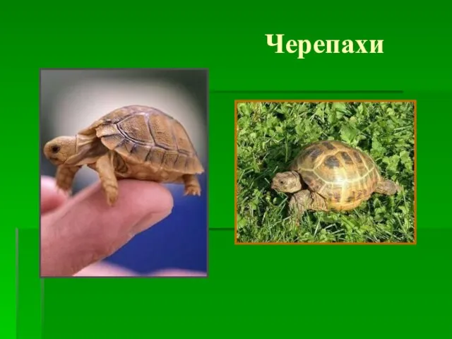 Черепахи