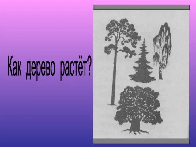 Как дерево растёт?