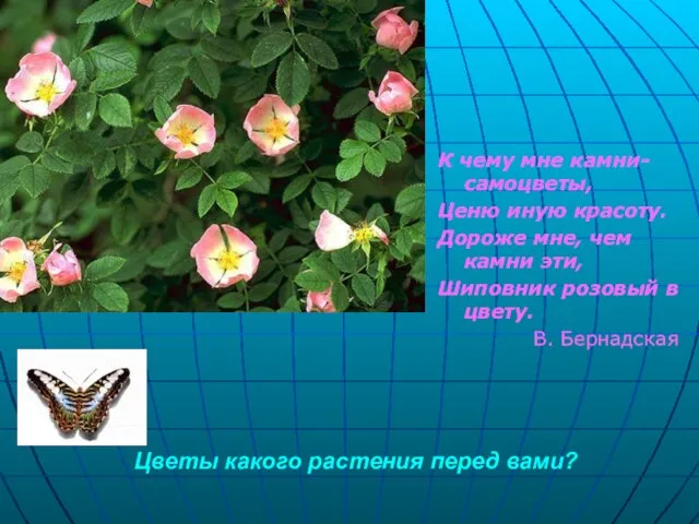 Цветы какого растения перед вами? К чему мне камни-самоцветы, Ценю иную красоту.