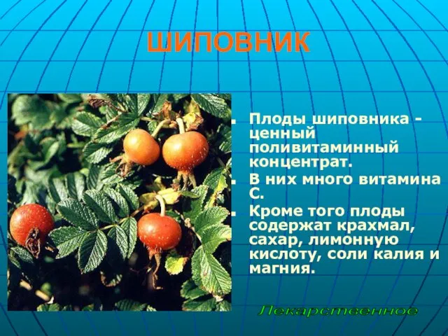 ШИПОВНИК Плоды шиповника - ценный поливитаминный концентрат. В них много витамина С.