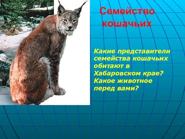 Семейство кошачьих Какие представители семейства кошачьих обитают в Хабаровском крае? Какое животное перед вами?