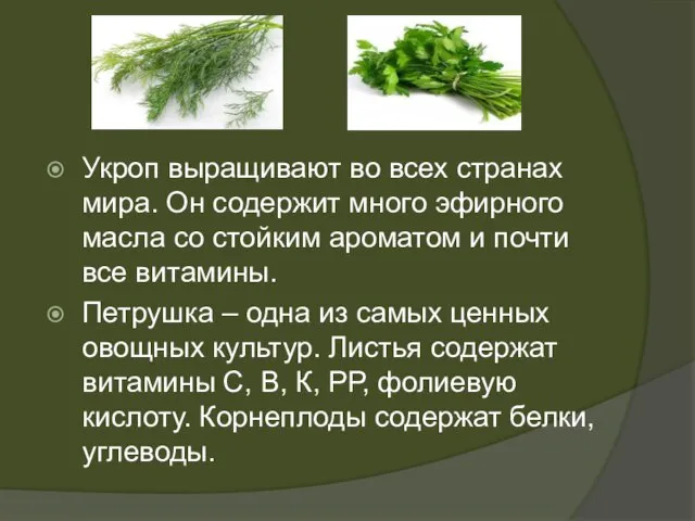 Укроп выращивают во всех странах мира. Он содержит много эфирного масла со