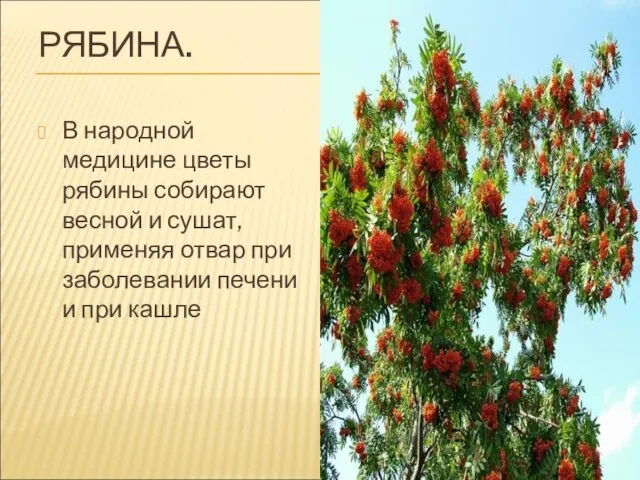 РЯБИНА. В народной медицине цветы рябины собирают весной и сушат, применяя отвар