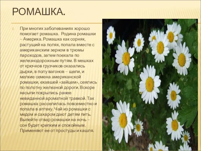 РОМАШКА. При многих заболеваниях хорошо помогает ромашка. Родина ромашки – Америка. Ромашка