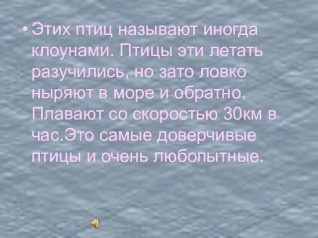 Этих птиц называют иногда клоунами. Птицы эти летать разучились, но зато ловко