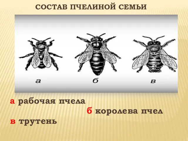 а рабочая пчела б королева пчел в трутень Состав пчелиной семьи