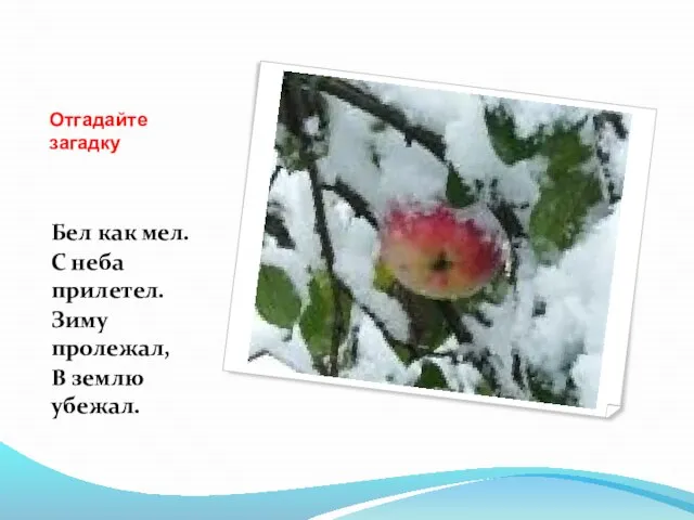 Отгадайте загадку Бел как мел. С неба прилетел. Зиму пролежал, В землю убежал.