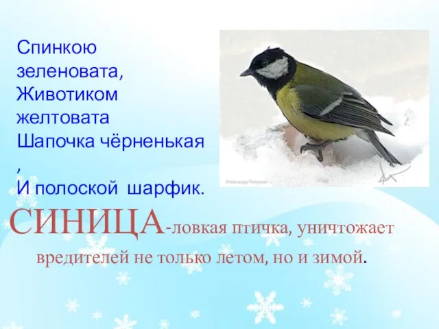 СИНИЦА-ловкая птичка, уничтожает вредителей не только летом, но и зимой. Спинкою зеленовата,