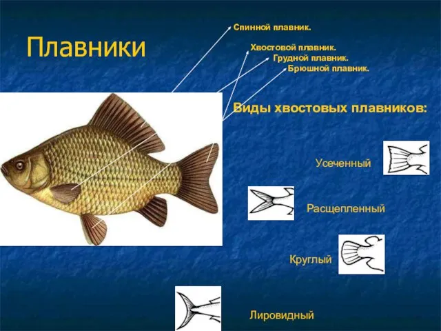 Плавники Спинной плавник. Хвостовой плавник. Грудной плавник. Брюшной плавник. Виды хвостовых плавников: Усеченный Расщепленный Круглый Лировидный