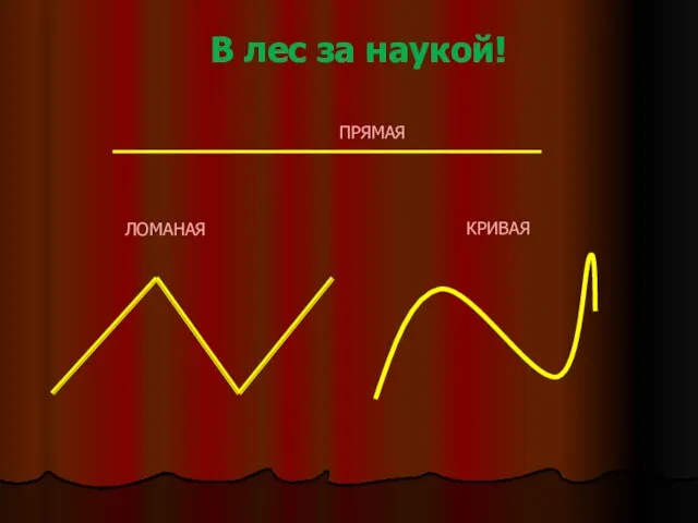 В лес за наукой! ПРЯМАЯ ЛОМАНАЯ КРИВАЯ