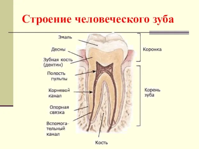 Строение человеческого зуба