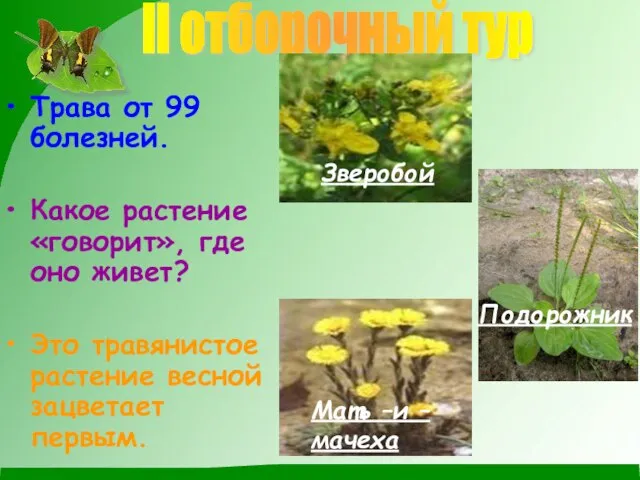 Трава от 99 болезней. Какое растение «говорит», где оно живет? Это травянистое