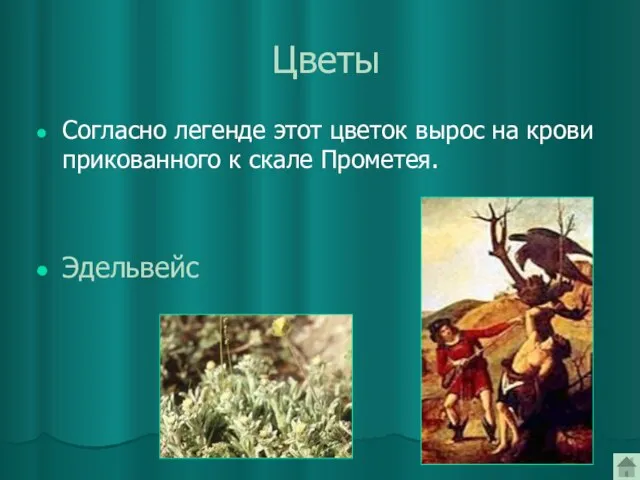 Цветы Согласно легенде этот цветок вырос на крови прикованного к скале Прометея. Эдельвейс