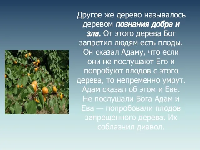 Другое же дерево называлось деревом познания добра и зла. От этого дерева