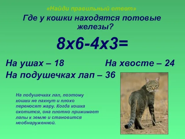 «Найди правильный ответ» Где у кошки находятся потовые железы? 8х6-4х3= На ушах