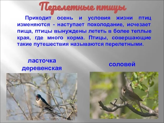 Приходит осень и условия жизни птиц изменяются - наступает похолодание, исчезает пища,