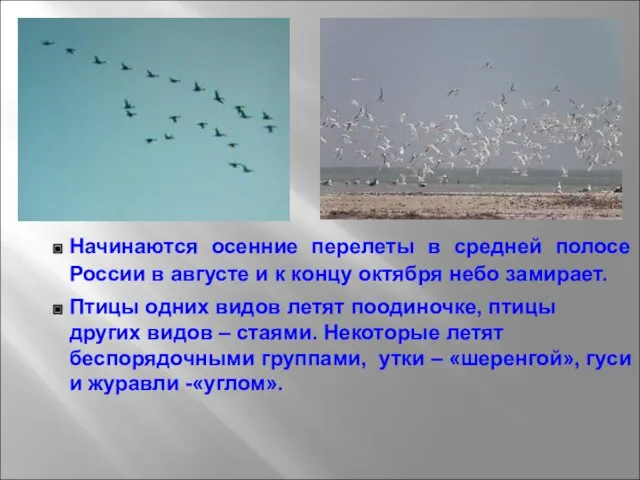 Начинаются осенние перелеты в средней полосе России в августе и к концу