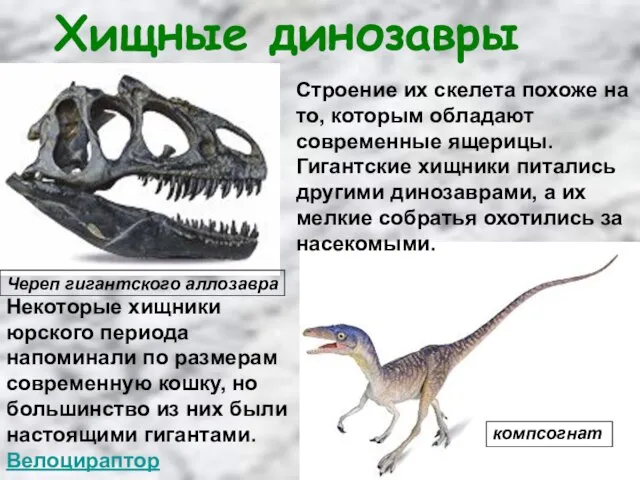 Строение их скелета похоже на то, которым обладают современные ящерицы. Гигантские хищники