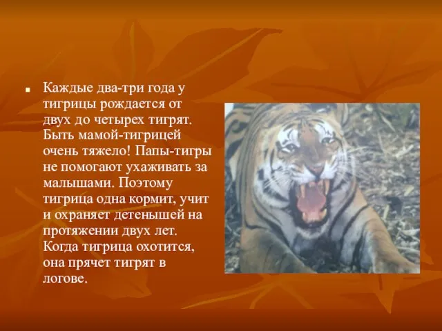 Каждые два-три года у тигрицы рождается от двух до четырех тигрят. Быть