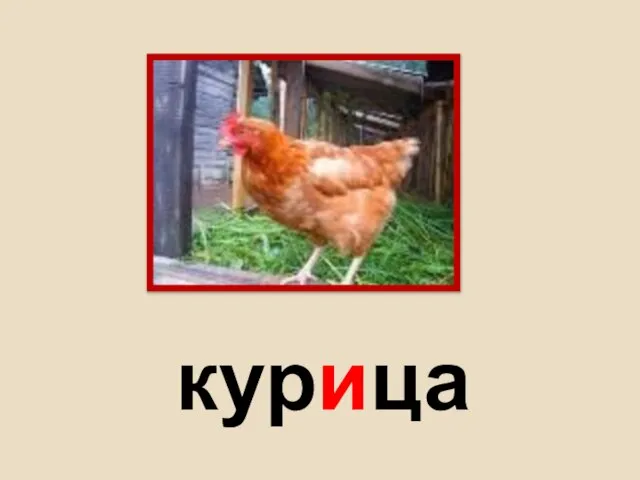 курица