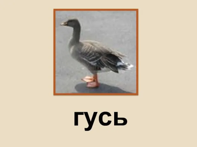 гусь