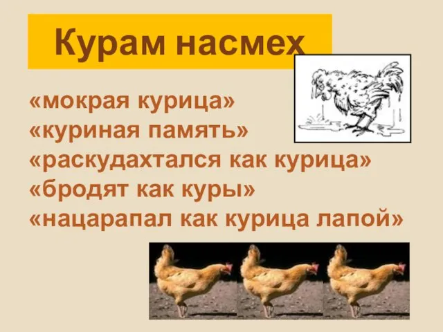 Курам насмех «мокрая курица» «куриная память» «раскудахтался как курица» «бродят как куры» «нацарапал как курица лапой»