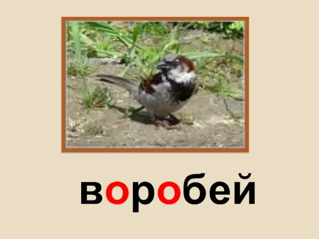 воробей