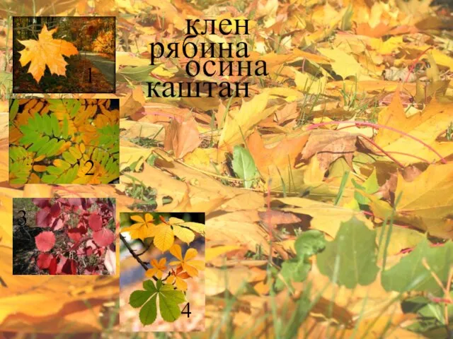 клен рябина осина каштан 1 3 4 2