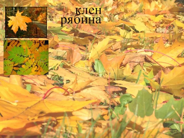 клен рябина 1 2