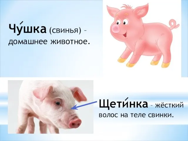 Щетинка – жёсткий волос на теле свинки. Чушка (свинья) – домашнее животное.