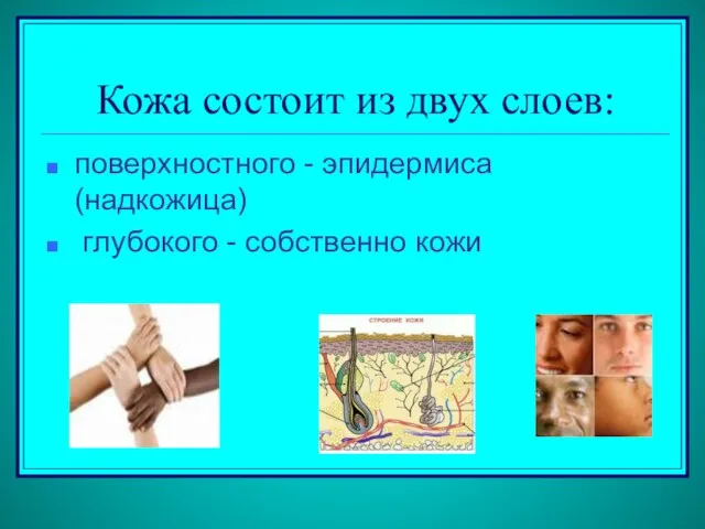 Кожа состоит из двух слоев: поверхностного - эпидермиса (надкожица) глубокого - собственно кожи