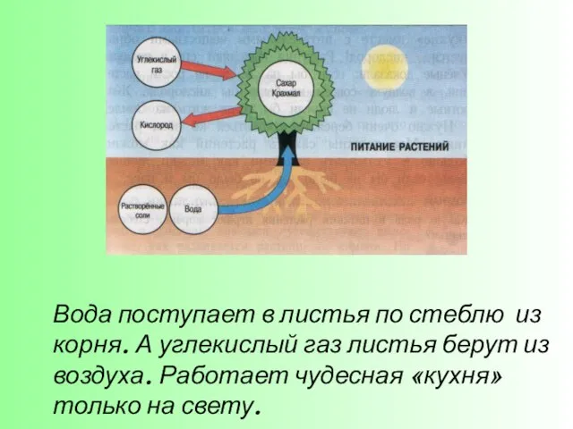 Вода поступает в листья по стеблю из корня. А углекислый газ листья