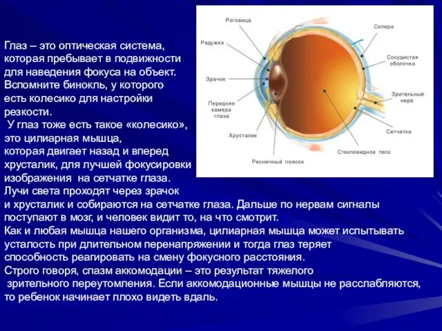 Глаз – это оптическая система, которая пребывает в подвижности для наведения фокуса