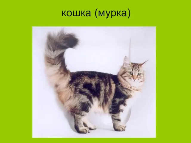 кошка (мурка)