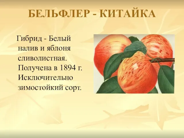 БЕЛЬФЛЕР - КИТАЙКА Гибрид - Белый налив и яблоня сливолистная. Получена в