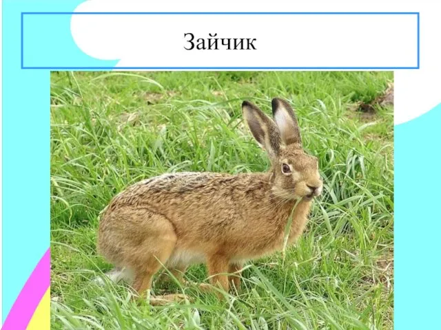 Зайчик