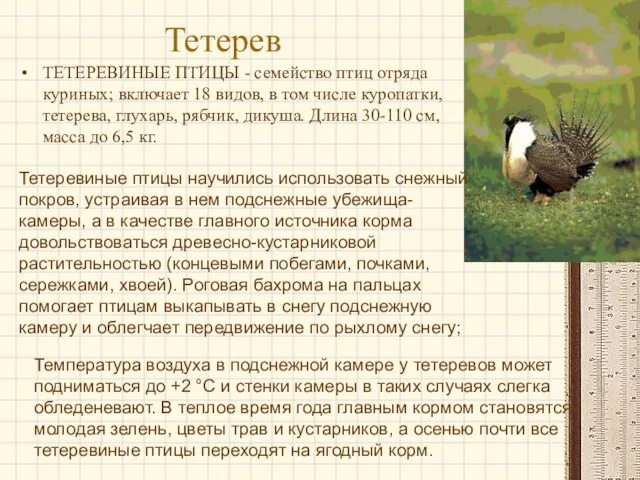 Тетерев ТЕТЕРЕВИНЫЕ ПТИЦЫ - семейство птиц отряда куриных; включает 18 видов, в