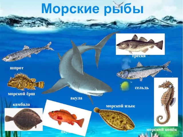 сельдь морской конёк шпрот камбала морской язык морской ёрш треска морской окунь Морские рыбы акула