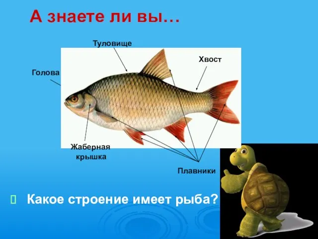 Какое строение имеет рыба? А знаете ли вы… Голова Жаберная крышка Хвост Плавники Туловище