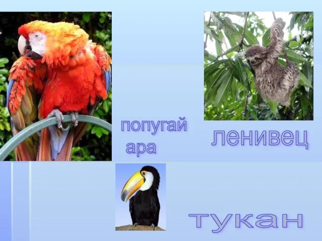 ленивец тукан попугай ара