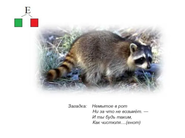 Загадка: Немытое в рот Ни за что не возьмёт. — И ты будь таким, Как чистюля....(енот)