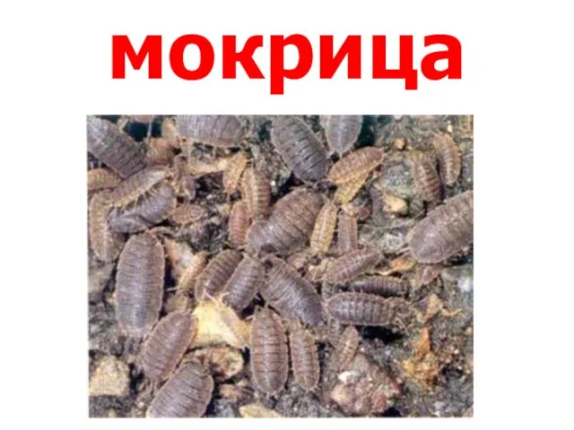 мокрица