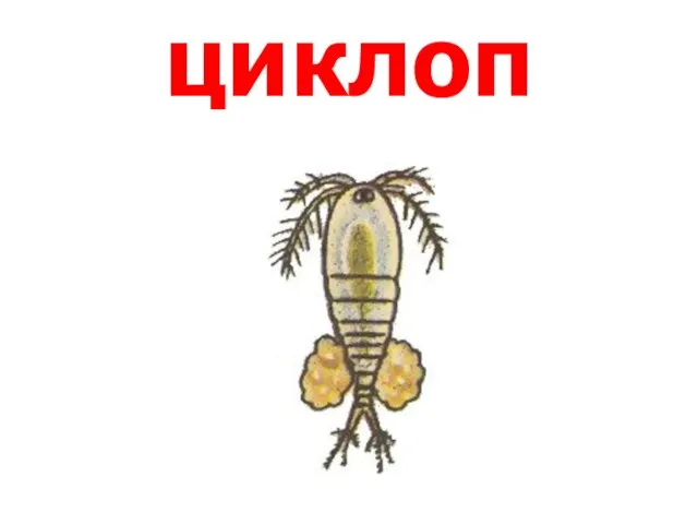 циклоп