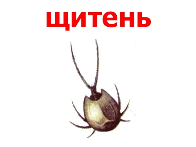 щитень