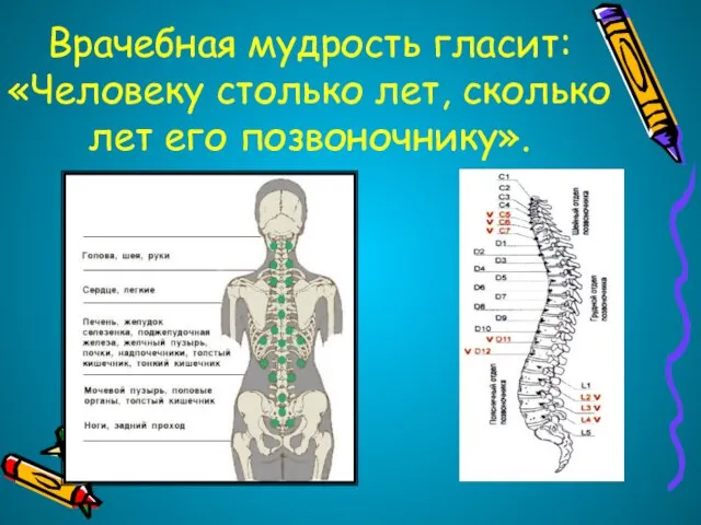 Врачебная мудрость гласит: «Человеку столько лет, сколько лет его позвоночнику».