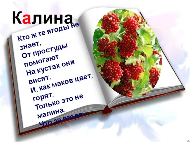 Калина Кто ж те ягоды не знает, От простуды помогают. На кустах