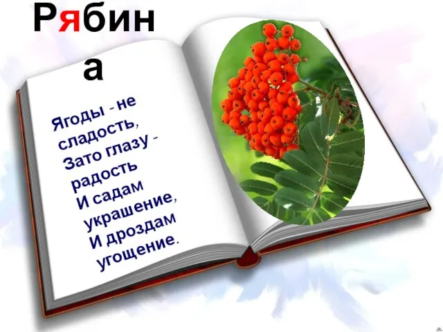 Рябина Ягоды - не сладость, Зато глазу - радость И садам украшение, И дроздам угощение.