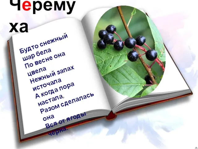 Черёмуха Будто снежный шар бела По весне она цвела Нежный запах источала