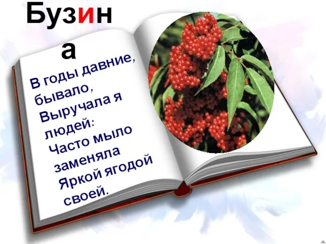 Бузина В годы давние, бывало, Выручала я людей: Часто мыло заменяла Яркой ягодой своей.